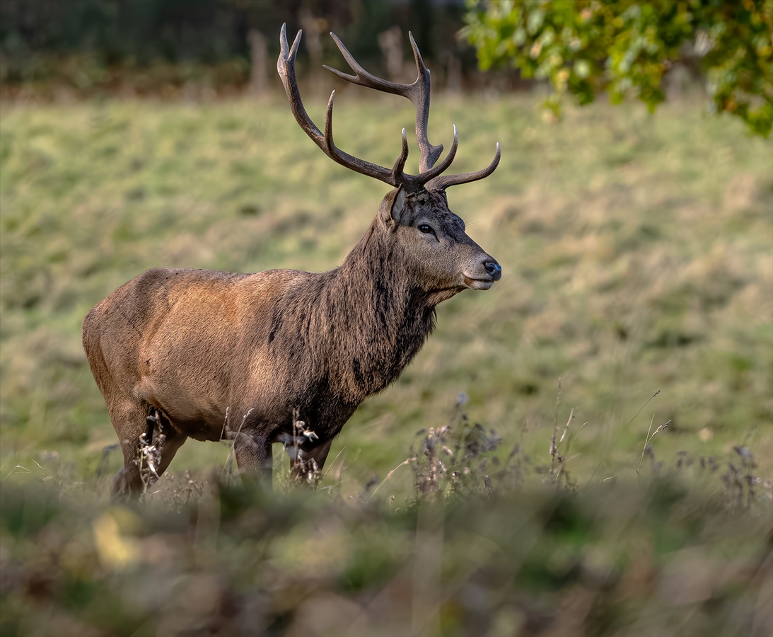Red Stag - Steve Bird